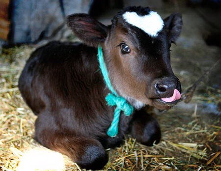 baby-calf-baby-animals-19800215-450-348