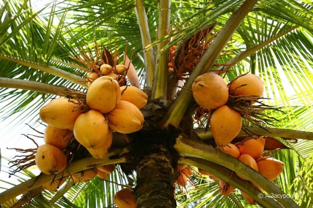 Coconut-in-Sri-Lanka
