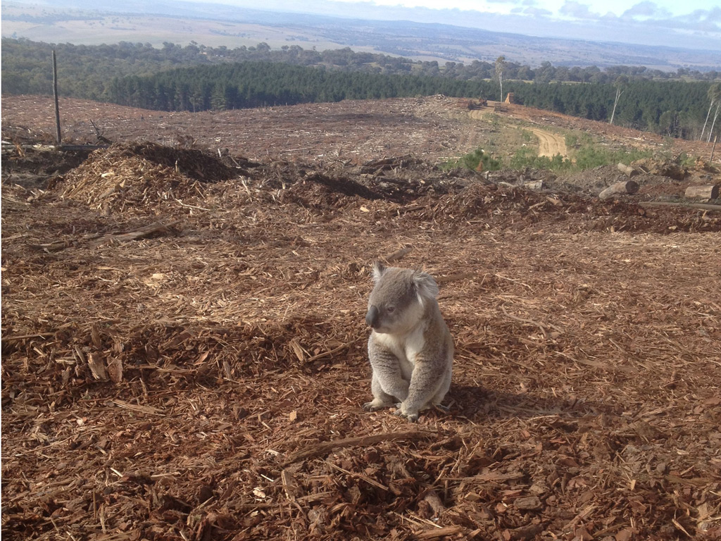 Kaola saved from deforestation