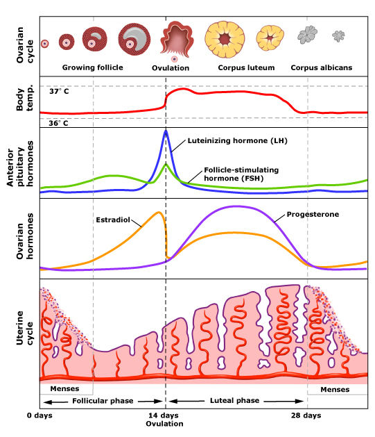 menstrual-cycle-chat-sb14u3.weebly.com_