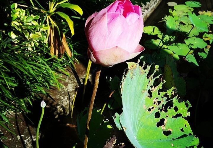 13606716_10154334269099288_6809287523682315445_n